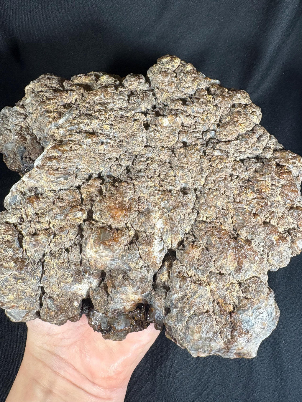 Black Flower Agate Geode Pair - Snowflake Plume
