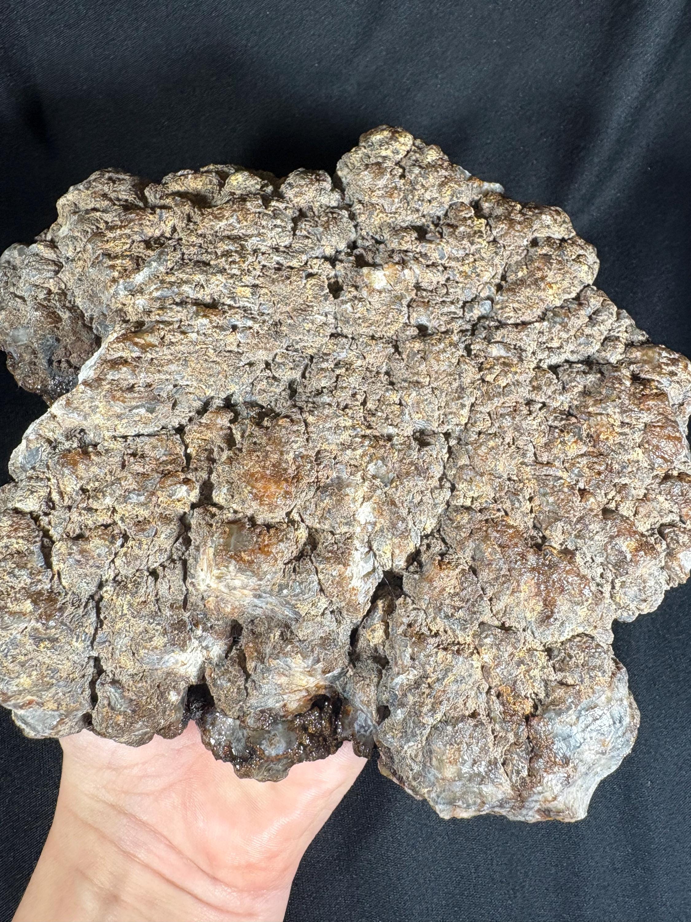 Black Flower Agate Geode Pair - Snowflake Plume