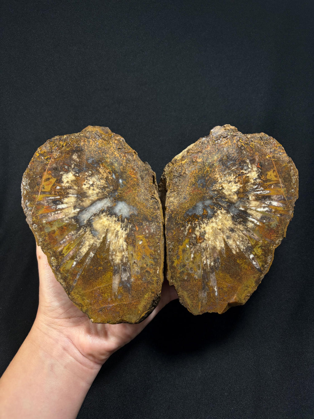 Natural Plume Agate Split Nodule Pair
